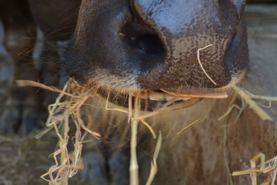 Close-up of a horse