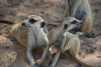 meerkat