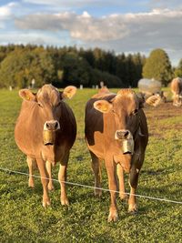 Cows standing on field