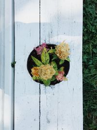 Directly above shot of flowering plant in pot