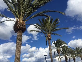 Low angle view of palm tree against blue sky