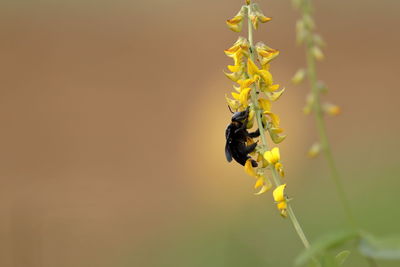 A carpenter bee pollinating flowers