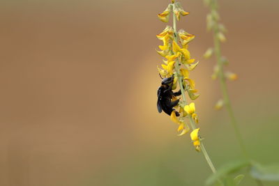 Close-up of bee pollinating on flower