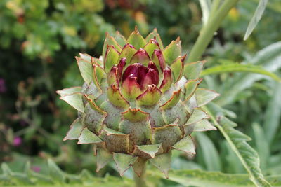 Close-up of leaves