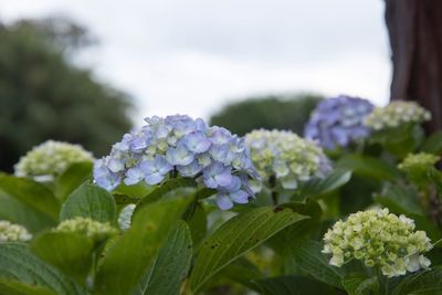 Close-up of purple hydrangea flowers