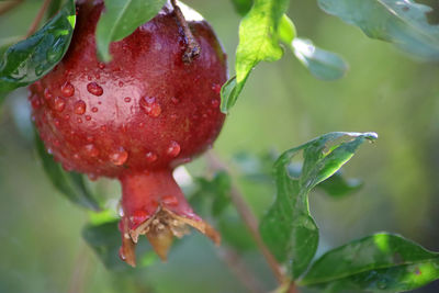 Close-up of wet red fruit on plant during rainy season