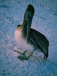 High angle view of bird in the sand 