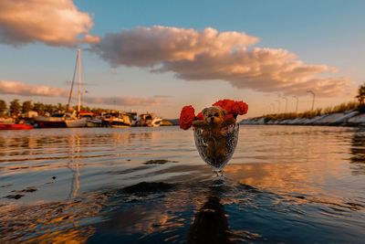 View of birds on sea against cloudy sky