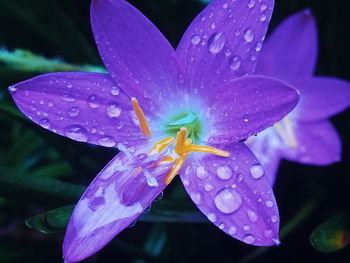 Close-up of wet purple flower