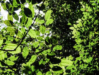 Low angle view of tree leaves