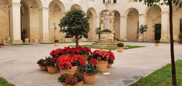 Potted plants by historic building