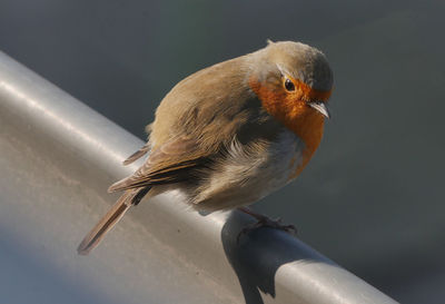 Close-up of bird perching