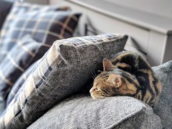 Close-up of cat sleeping on sofa