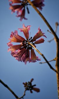 Close-up low angle view of flowers