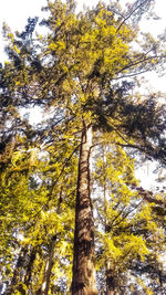 Low angle view of trees against sky