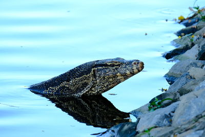 Varanus salvator wild animal in the city he lost way .