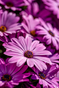 Close-up of purple flowering plants