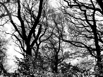 Low angle view of bare trees against sky