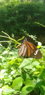 Butterfly on leaf