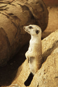 Squirrel sitting on rock
