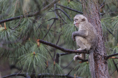 Close-up of monkey sitting on tree