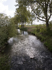 River stream amidst trees in forest against sky