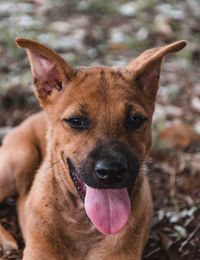 Close-up portrait of a dog