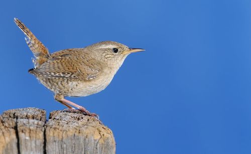 Close-up of bird perching against clear blue sky