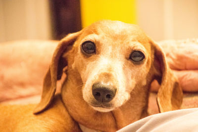 Close-up portrait of dog relaxing on bed at home