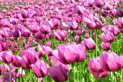 Close-up of pink tulips
