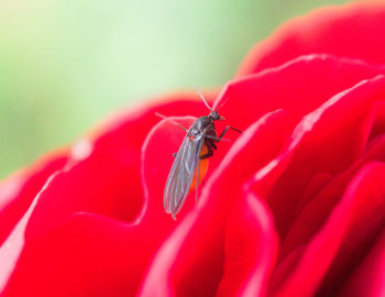 Close-up of insect on red flower