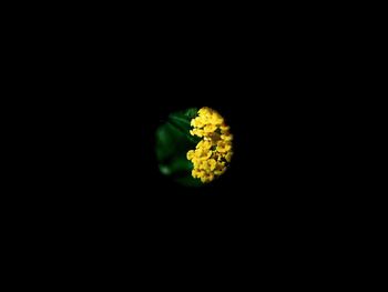 Close-up of yellow leaf against black background