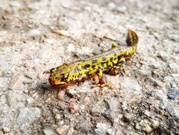 Close-up of salamander on rock