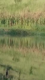 Scenic view of agricultural field