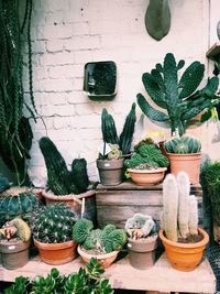 Potted plants on wall