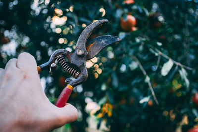 Close-up of hand holding plant