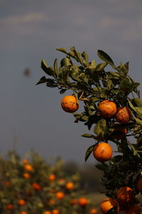 Close-up of orange fruits on tree