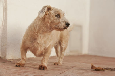 Close-up of a dog looking sideway 