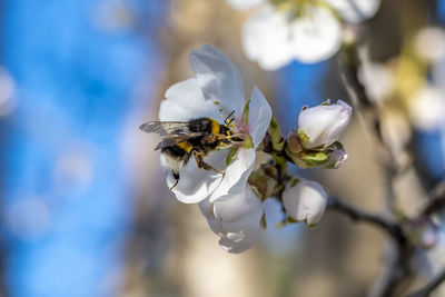 Close-up of bee on flower