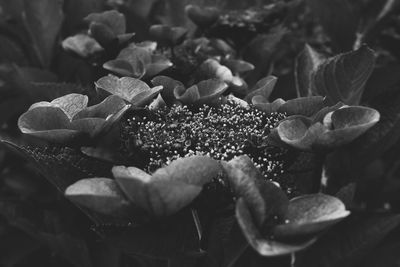 Close-up of flowers in water