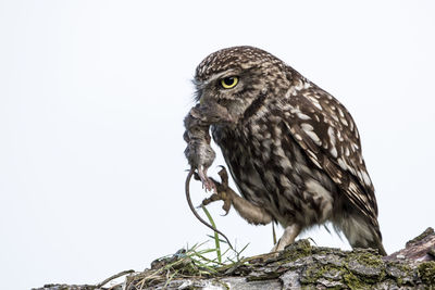 Low angle view of owl perching on branch