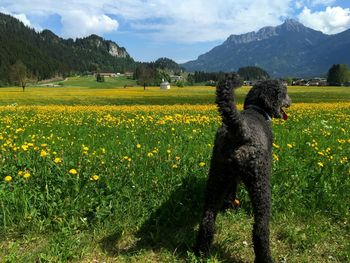 View of yellow flowering plants on field