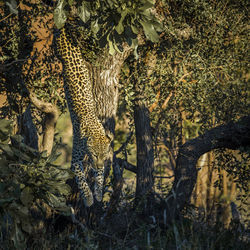 View of tree in forest