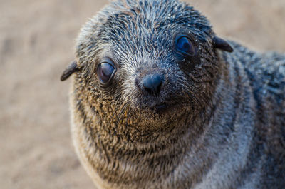 Close-up portrait of cape fur seal looking at camera, cape cross seal reserve, namibia
