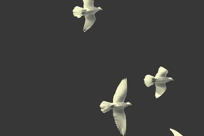 Close-up of white orchids against black background