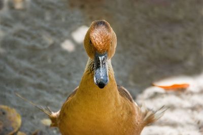 Close-up of duckling at beach