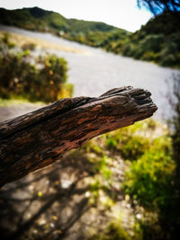 Close-up of lizard on tree trunk against sky