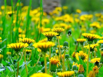 Close-up of flower blooming in field