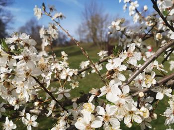 Close-up of white cherry blossoms in spring