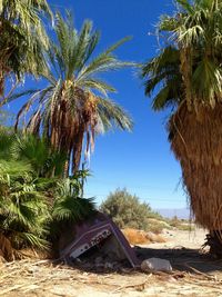 Palm trees on shore